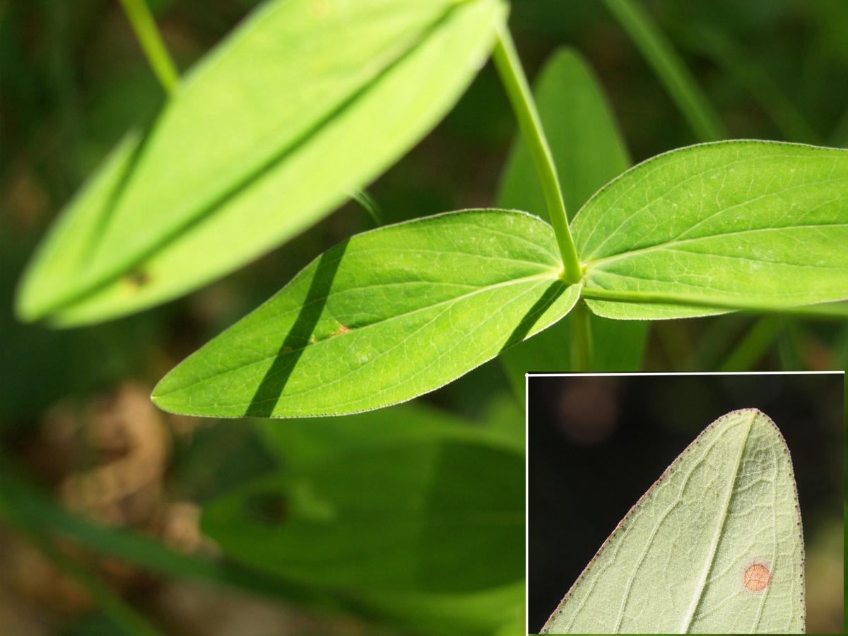 St. John's Wort, Mountain leaf